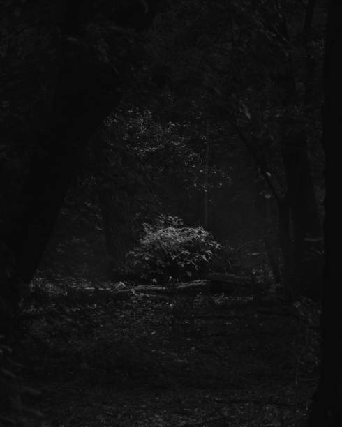 istock Dark gloomy summer forest, dark nature, mystical atmosphere 1600656648