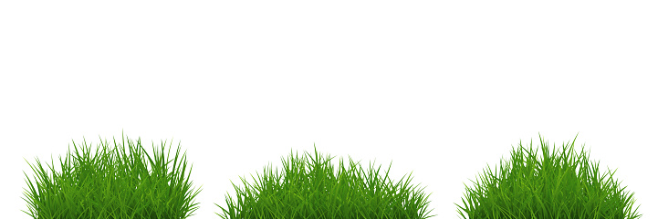 Green Grass Tuft Set Isolated On White Background Vector Stock