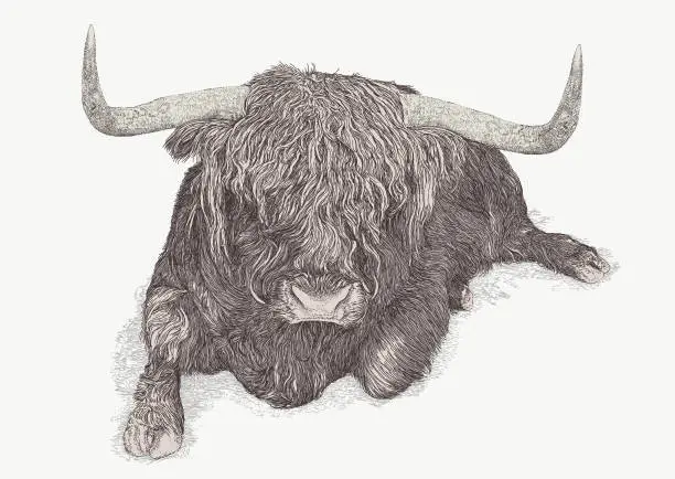 Vector illustration of Highland Bull. Seated Angus Cow