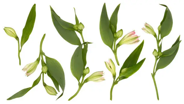 Set with beautiful branches, leaves and flower buds on white background