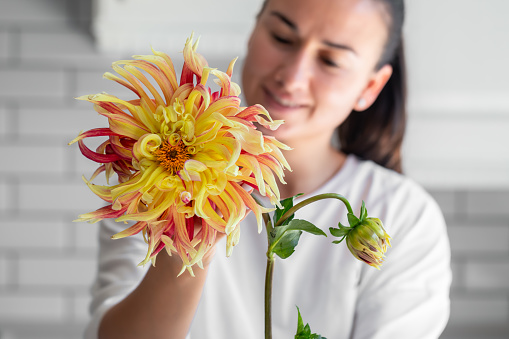 A woman holds a large bright geogrgin flower on a light blurred background of a kitchen interior.