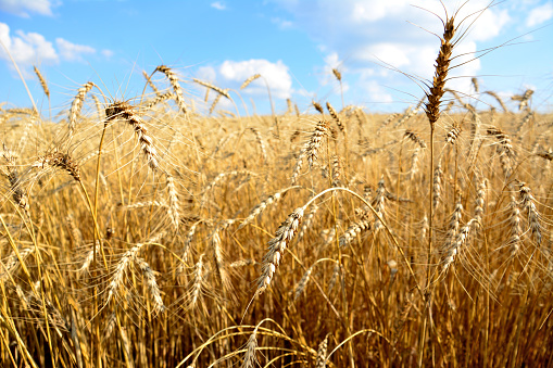agricultural field with wheat ears and blue sky on background close up copy space