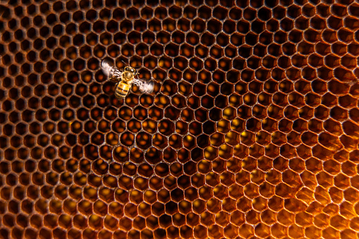 bee close-up on a dark background