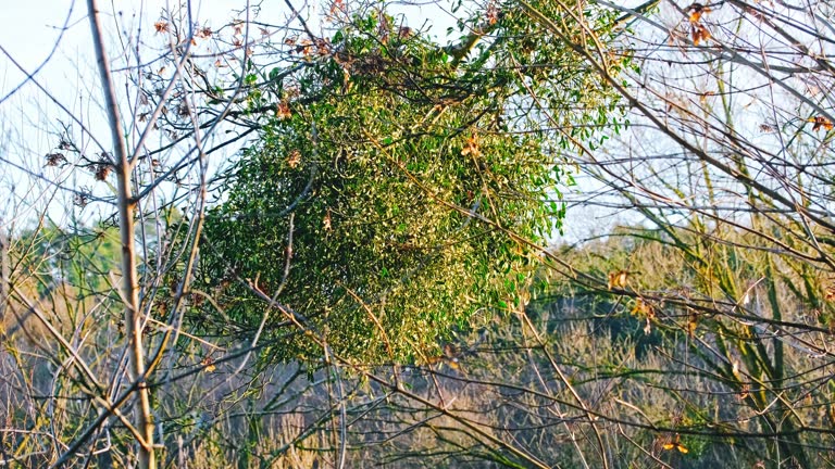 Tree Infested with Large Clumps of Mistletoe