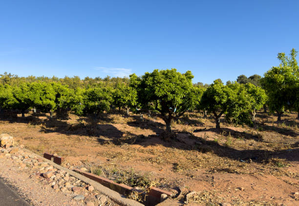 istock Planting a tree. Mandarin tree at farm field. Orange mandarin tree. 1600709651