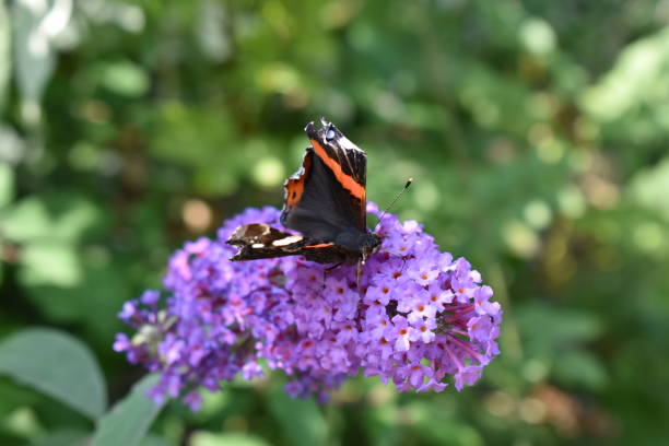 istock Butterfly on a Lilac Flower 1600709654