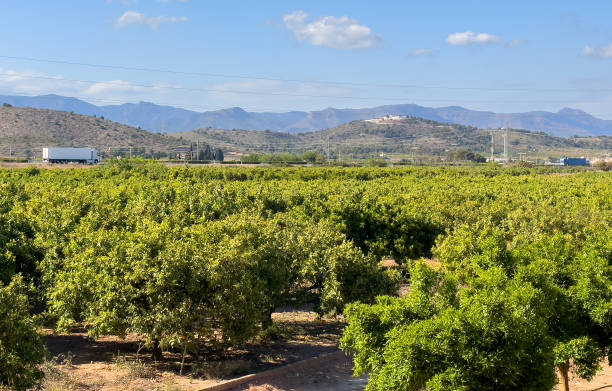 istock Orange tree in farm field. Blossoming orange in spring season. 1600711360