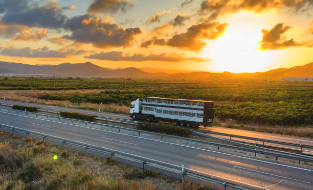 camión transportador de animales conduciendo en una carretera. - infraestructuras fotografías e imágenes de stock