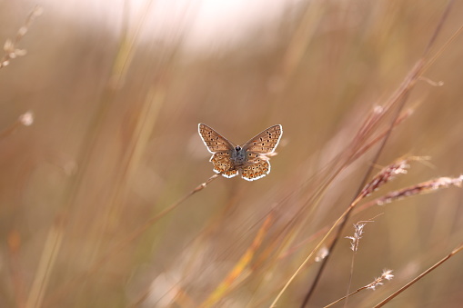 A butterfly common Blue on the grass