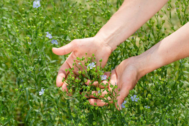 le mani femminili tengono le piante di lino con i fiori sullo sfondo di un campo di lino - seed flax seed human hand food foto e immagini stock