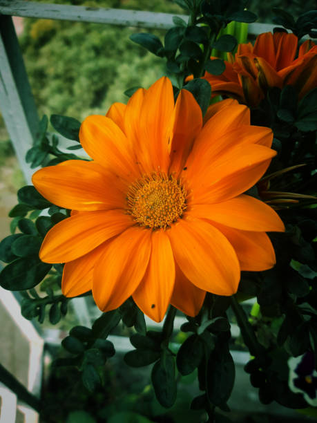 A close-up of A Yellow flower