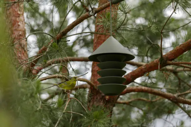 Green modern bird feeder on pine tree and greenfinch on tree branch. Nature concept. Modern exterior concept.
