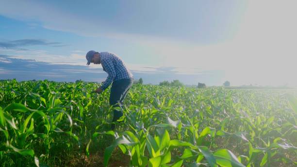 istock young famer working in a cornfield. inspecting using smartphone inspecting leaves caused by pests. Smart farming. 1600745851