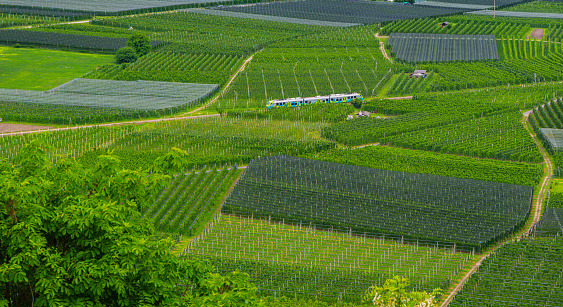 Fields with fruit and wine around Lake Caldonazzo, Italy
