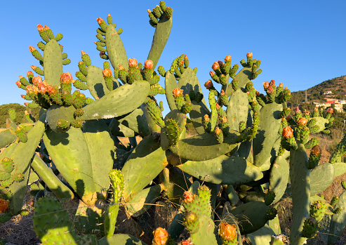 Cactus with flowers close-up. Green cactus field landscape. Cactuses with yoke in Spain rural. Flower on Cacti. Cactuses in nature. Cactus closeup green background. Green plant in Texas, Arizona