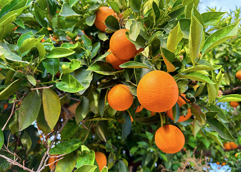 Orange mandarin tree. Orange tree in farm field. Vibrant orange citrus fruits in garden. Mandarin trees at farm plantation cultivated in Mediterranean. Harvest season in Spain. Tangerine plantation