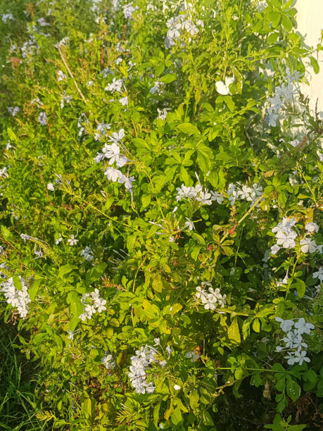 Urban landscape blooming green vine