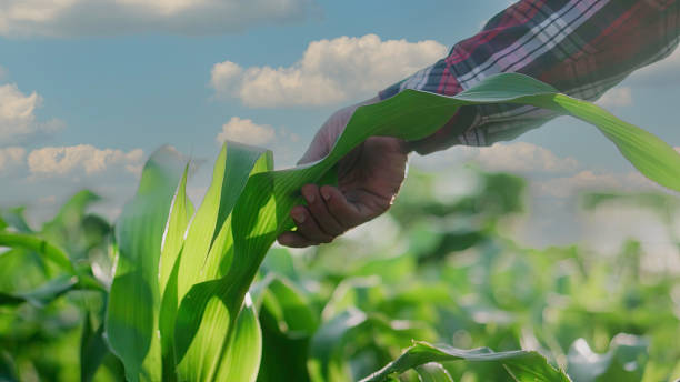 istock Close up hand farmer is examining corn crop plants in sunset. 1600778834