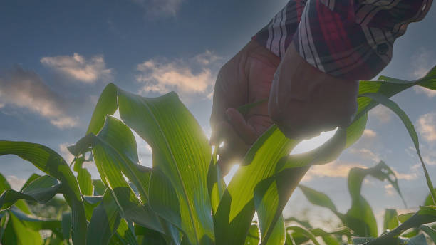 istock Close up hand farmer is examining corn crop plants in sunset. 1600778906