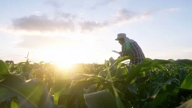 Silhouette of farmer is examining cornleaves plants in sunset. Concept of agriculture. Business Farm.