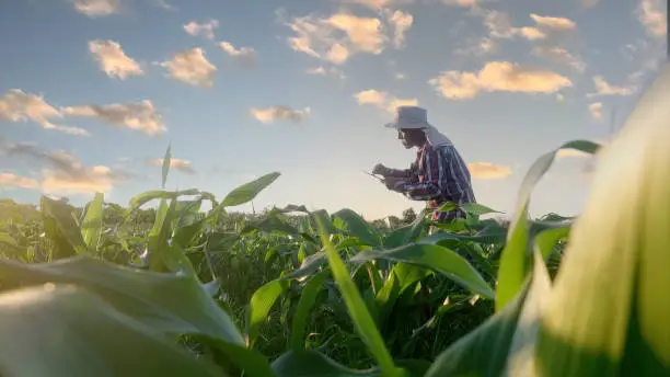 Asian farmer is examining cornleaves plants in sunset..Concept of agriculture. Business Farm.