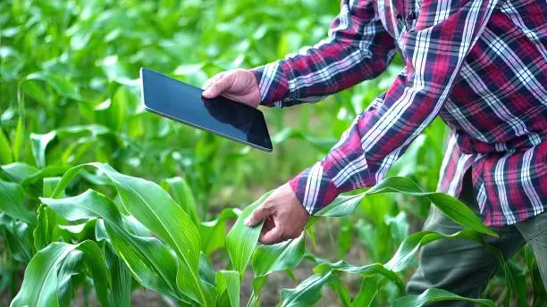 Close up hand  farmer is examining cornleaves plants in sunset..Concept of agriculture. Business Farm.