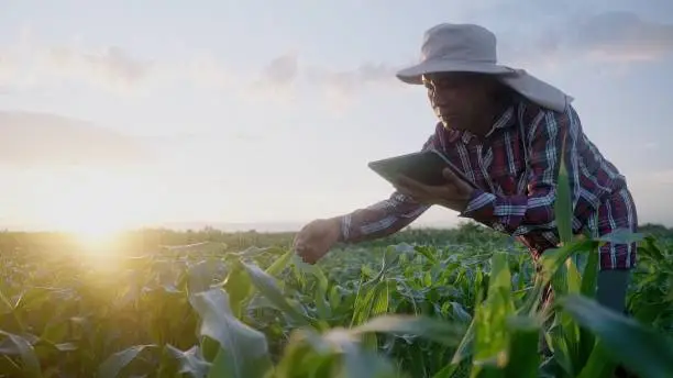 Asian farmer is examining cornleaves plants in sunset..Concept of agriculture. Business Farm.