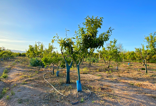Planting a tree. Blossoming orange in spring season. Tangerine plantation. Agriculture plant growing on farm field. Spain farm land. Orange tree in farm field. Orange citrus trees fruits in garden.