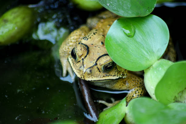 istock A frog hiding under a water hyacinth leaf in a pond. 1600790018