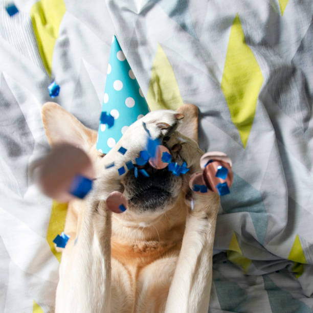 犬の誕生日パーティー。犬は紙吹雪とパーティーの帽子でベッドの上に横たわっている - portrait germany party bed ストックフォトと画像