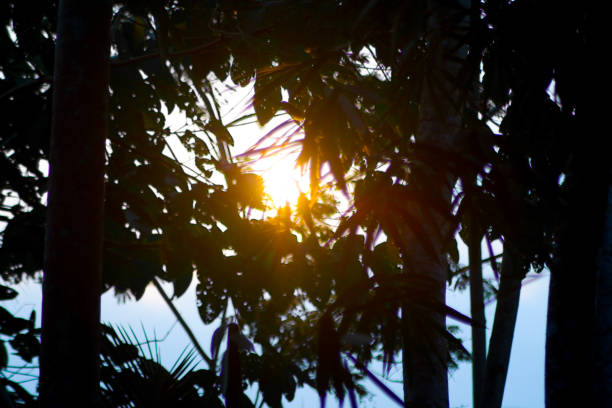 istock Late afternoon sunlight behind the trees in a forest. 1600794913