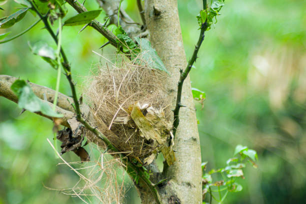 istock A bird's nest between the branches of a tree. 1600801885