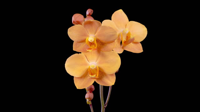 Blooming Orange Orchid Phalaenopsis Flower