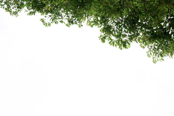istock Green leaves, white background, space to work 1600812139