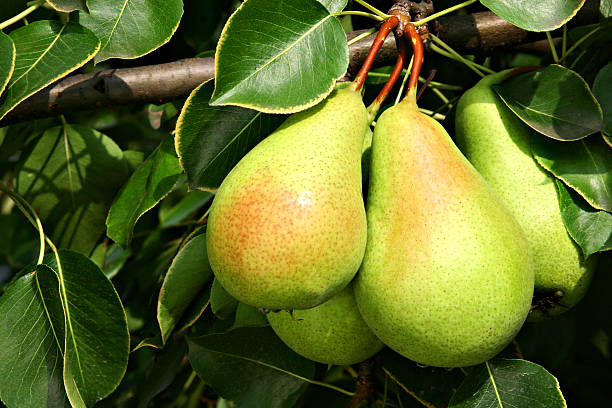 istock A group of ripe pears still on the tree 160083035