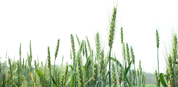 istock growing wheat in the farm land 160083269