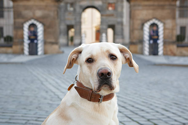 Dog patiently waiting in front of the guard of Prague Castle, Czech Republic 