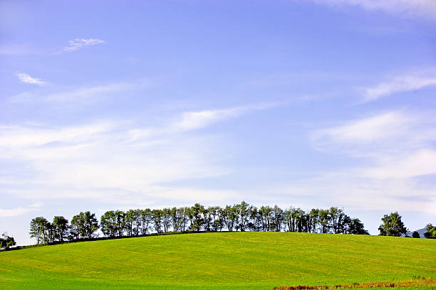 Trees Line Grassy Hillside stock photo