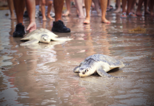 sea turtle rescue on the texas gulf coast