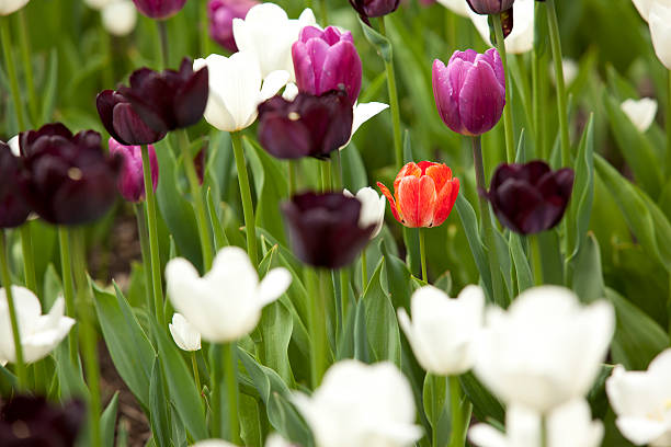 istock unique flower among others 160083759