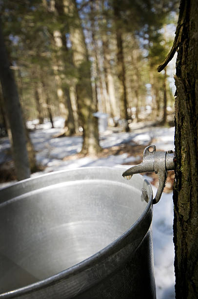 gotitas de sap que fluye del árbol de arce para hacer almíbar - maple syrup sugar shack fotografías e imágenes de stock