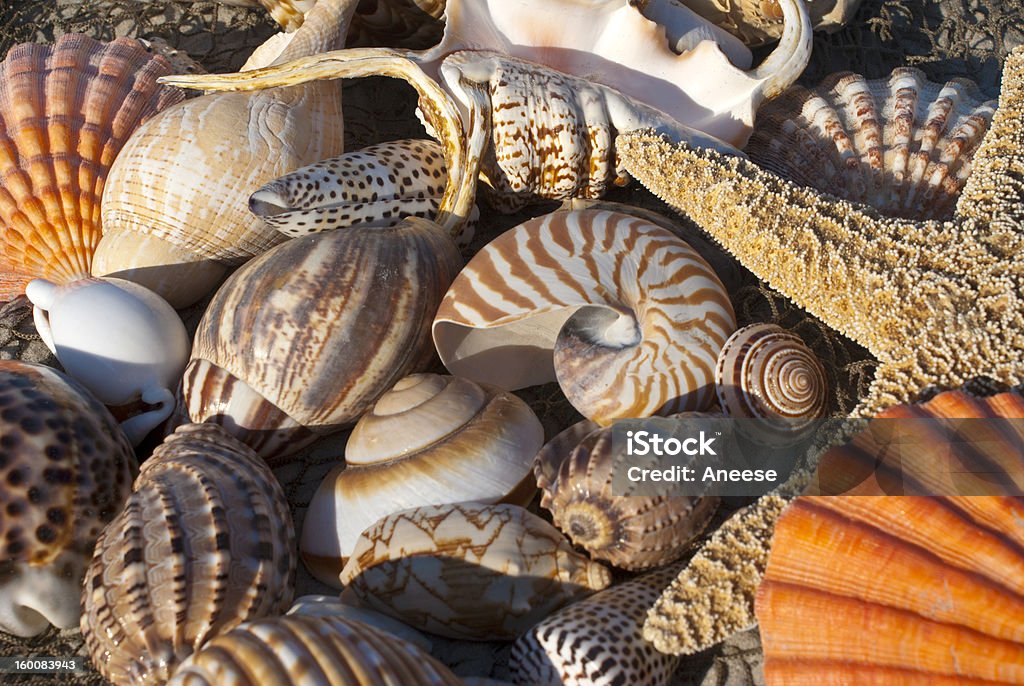 혼합 그룹 Seashells - 로열티 프리 가리비 스톡 사진