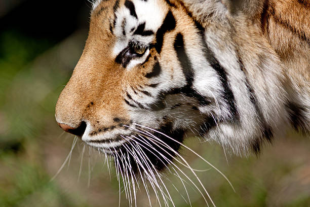 Tigre del Bengala faccia - foto stock