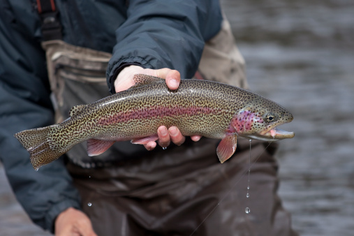 An Alaska fly-fisher shows off a densely spotted rainbow trout prior to releasing it back into its Susitna Valley stream.