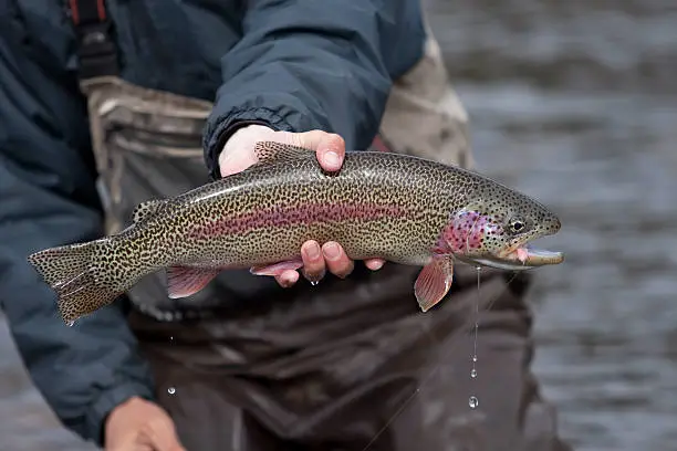 Photo of Alaska Rainbow Trout