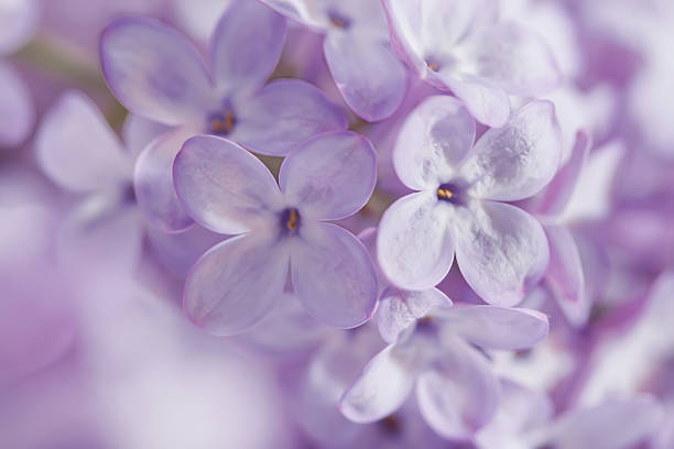 istock Flowers of lilac 160084466