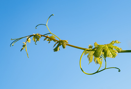 Detail of a vine branch. Vine tendril growing towards the sky, Slovenia