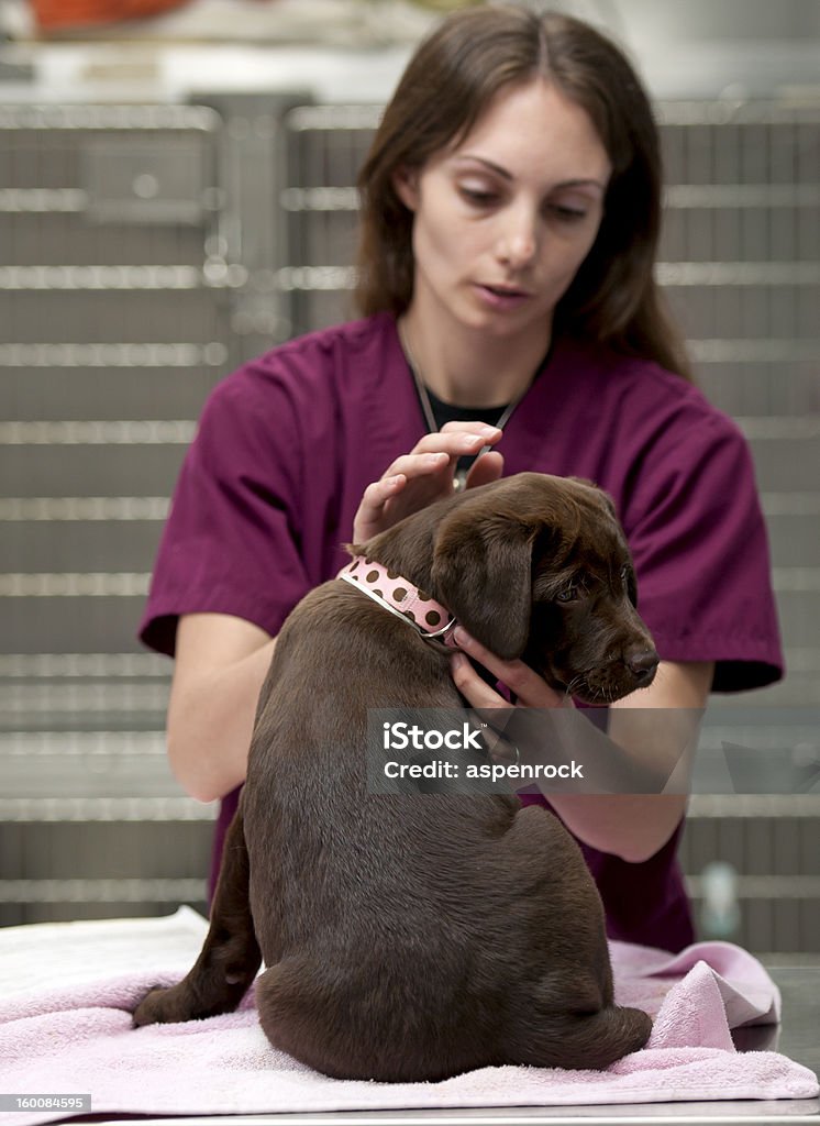 Preparar-se um animal de estimação em sua primeira vacinas - Foto de stock de Veterinário royalty-free