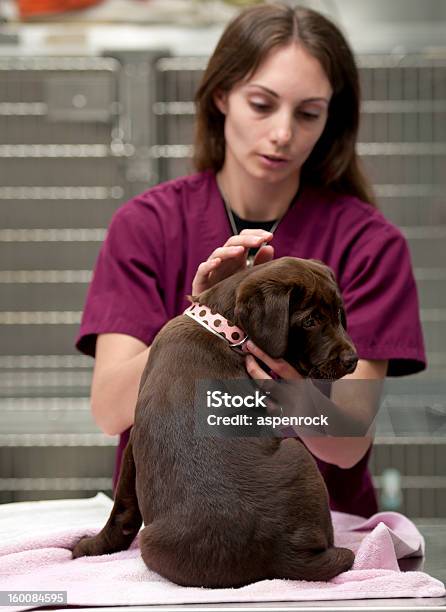 Foto de Prepararse Um Animal De Estimação Em Sua Primeira Vacinas e mais fotos de stock de Veterinário