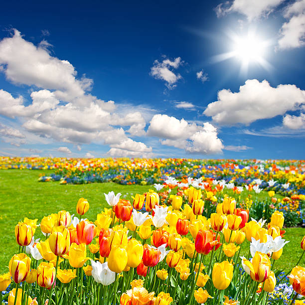 istock tulip flowers field 160084715